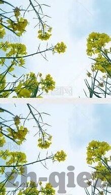麻豆叼嘿视频-一、麻豆叼嘿视频的定义和特点